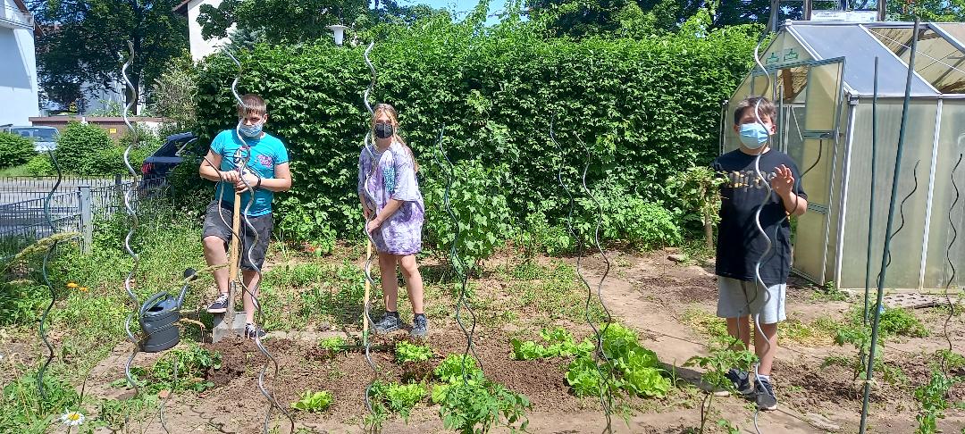 Nachhaltig angebautes Gemüse aus dem Schulgarten der GSS – Praktisches Arbeiten über Fächergrenzen hinweg